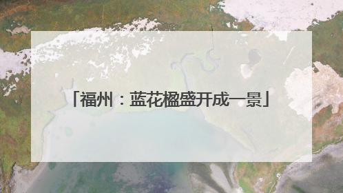 福州：蓝花楹盛开成一景