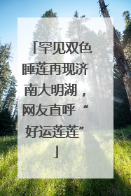 罕见双色睡莲再现济南大明湖，网友直呼“好运莲莲”