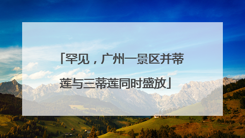 罕见，广州一景区并蒂莲与三蒂莲同时盛放