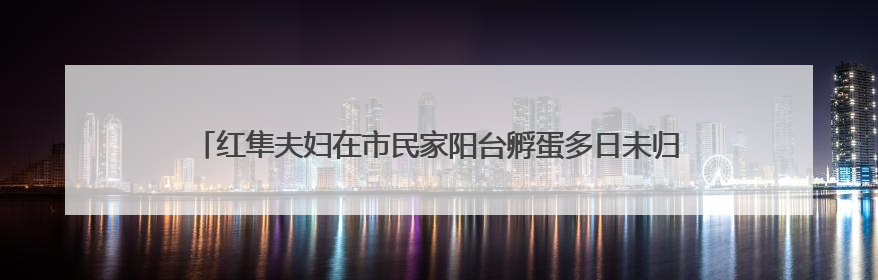 红隼夫妇在市民家阳台孵蛋多日未归，市民将蛋送往红山动物园“抢救”