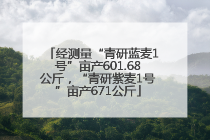 经测量“青研蓝麦1号”亩产601.68公斤，“青研紫麦1号”亩产671公斤