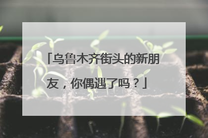 乌鲁木齐街头的新朋友，你偶遇了吗？