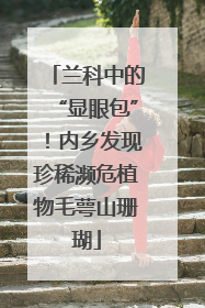 兰科中的“显眼包”！内乡发现珍稀濒危植物毛萼山珊瑚