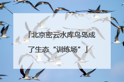 北京密云水库鸟岛成了生态“训练场”