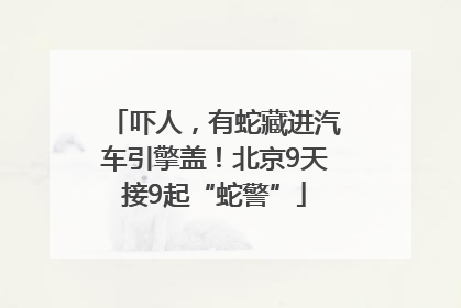 吓人，有蛇藏进汽车引擎盖！北京9天接9起“蛇警”
