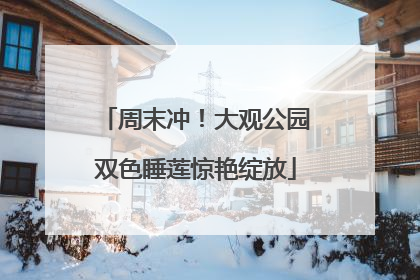 周末冲！大观公园双色睡莲惊艳绽放