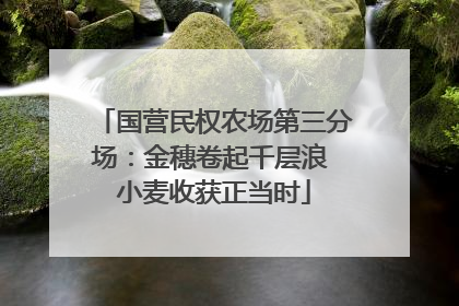 国营民权农场第三分场：金穗卷起千层浪 小麦收获正当时
