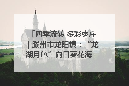 四季流转 多彩枣庄｜滕州市龙阳镇：“龙湖月色”向日葵花海 绘就乡村振兴新画卷