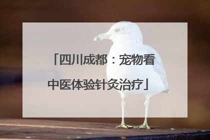 四川成都：宠物看中医体验针灸治疗