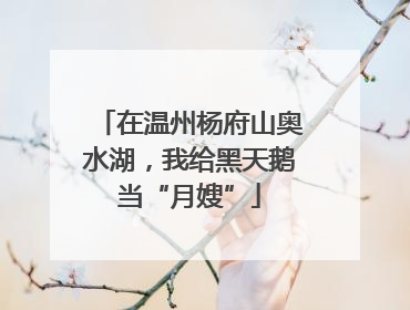 在温州杨府山奥水湖，我给黑天鹅当“月嫂”