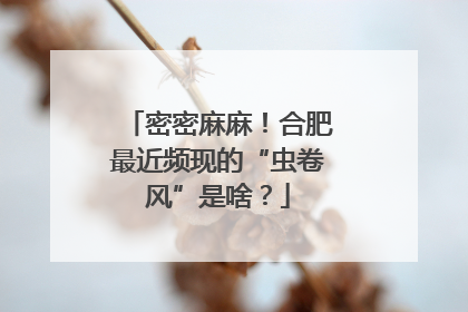 密密麻麻！合肥最近频现的“虫卷风”是啥？