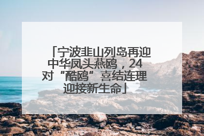 宁波韭山列岛再迎中华凤头燕鸥，24对“酷鸥”喜结连理迎接新生命