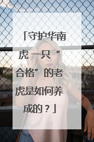 守护华南虎 一只“合格”的老虎是如何养成的？