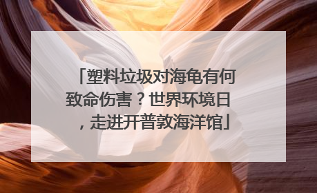 塑料垃圾对海龟有何致命伤害？世界环境日，走进开普敦海洋馆