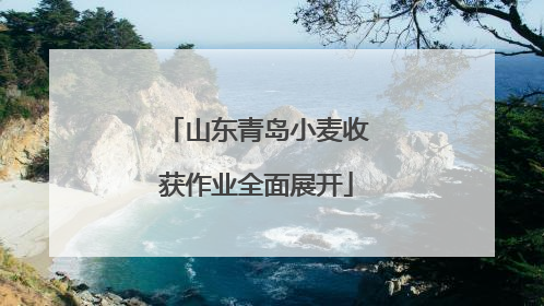 山东青岛小麦收获作业全面展开