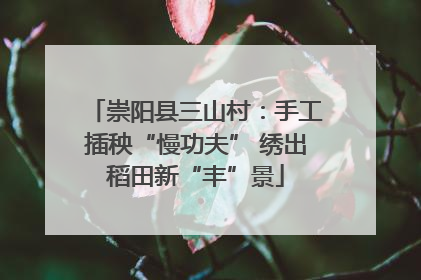 崇阳县三山村：手工插秧“慢功夫” 绣出稻田新“丰”景