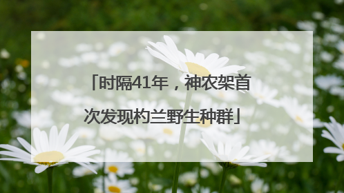 时隔41年，神农架首次发现杓兰野生种群
