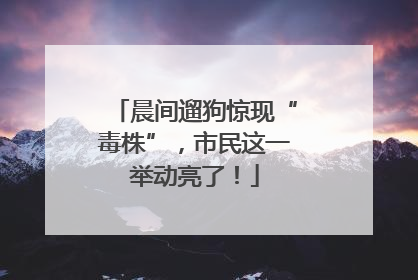 晨间遛狗惊现“毒株”，市民这一举动亮了！