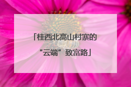 桂西北高山村寨的“云端”致富路