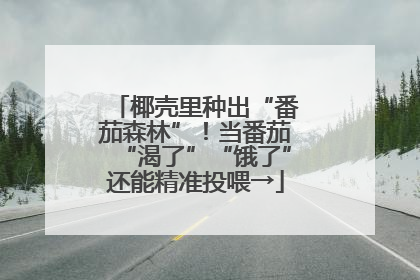 椰壳里种出“番茄森林”！当番茄“渴了”“饿了”还能精准投喂→