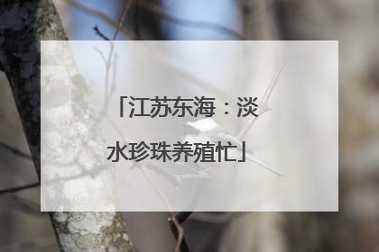 江苏东海：淡水珍珠养殖忙