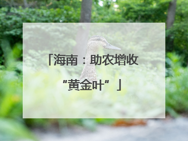 海南：助农增收 “黄金叶”