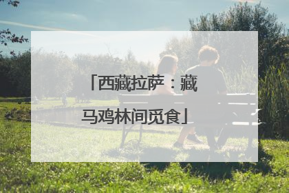 西藏拉萨：藏马鸡林间觅食