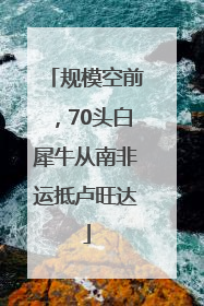 规模空前，70头白犀牛从南非运抵卢旺达