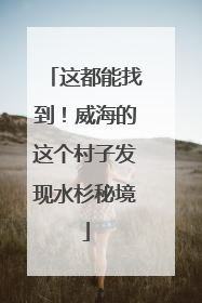 这都能找到！威海的这个村子发现水杉秘境