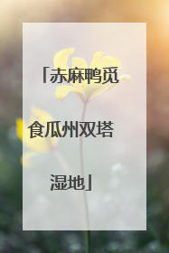 赤麻鸭觅食瓜州双塔湿地