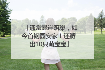 通常悬崖筑巢，如今首钢园安家！还孵出10只萌宝宝