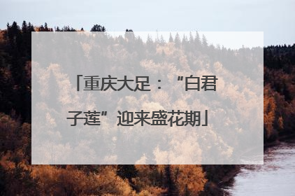 重庆大足：“白君子莲”迎来盛花期