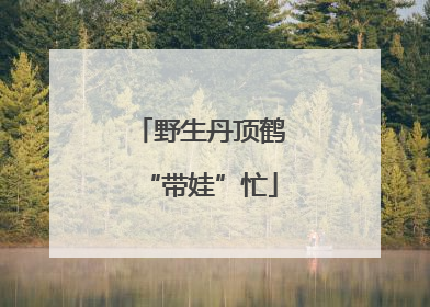 野生丹顶鹤“带娃”忙