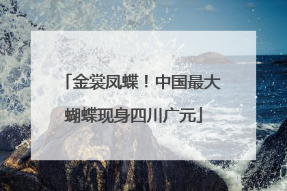 金裳凤蝶！中国最大蝴蝶现身四川广元