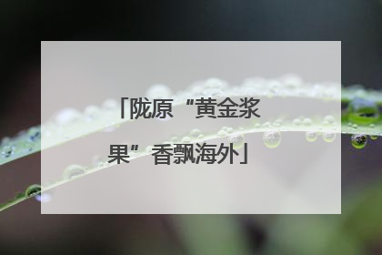 陇原“黄金浆果”香飘海外
