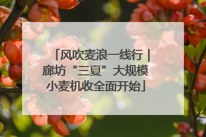风吹麦浪一线行｜廊坊“三夏”大规模小麦机收全面开始