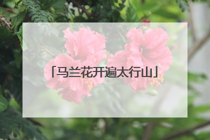 马兰花开遍太行山