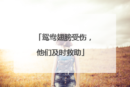 鸳鸯翅膀受伤，他们及时救助