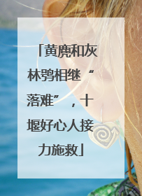 黄麂和灰林鸮相继“落难”，十堰好心人接力施救