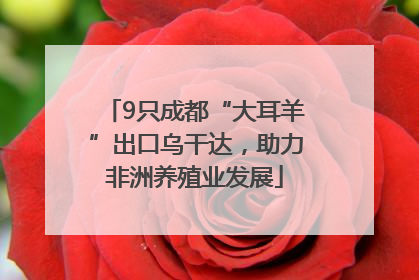 9只成都“大耳羊”出口乌干达，助力非洲养殖业发展